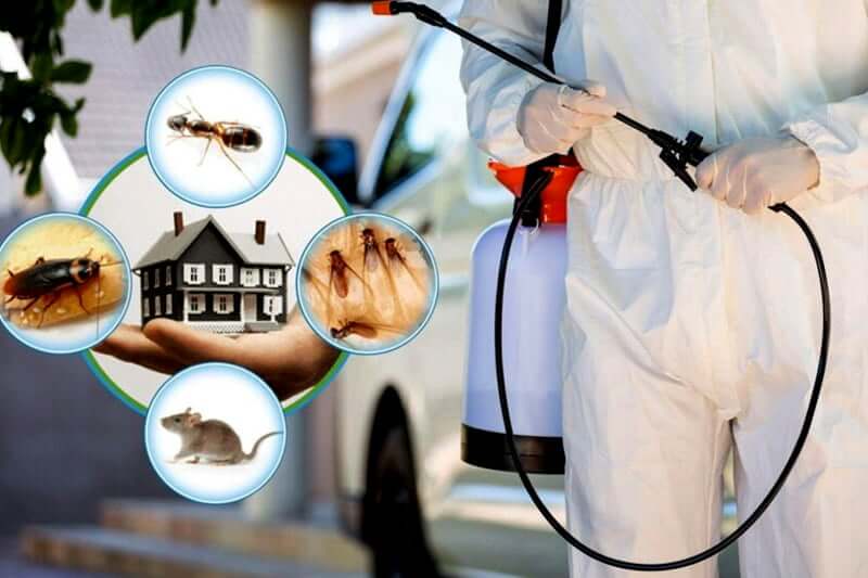 Pest Control Services Near Me