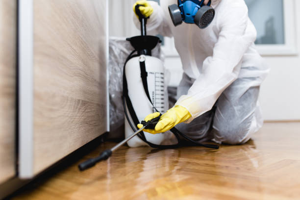 Termite Control Noida