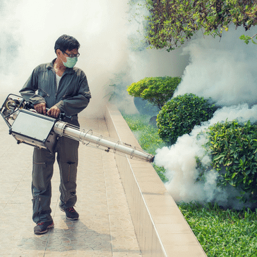 Pest Removal Service Near Me