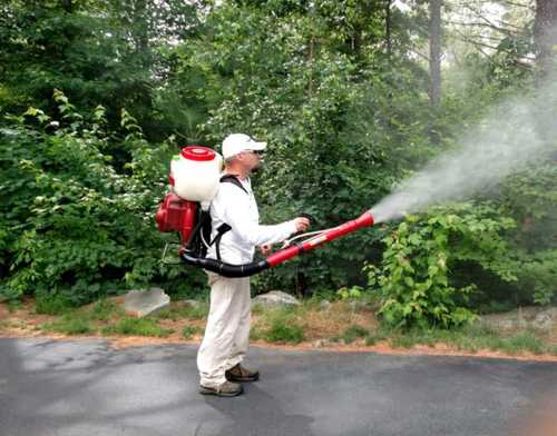 Best Termite Treatment Near Me